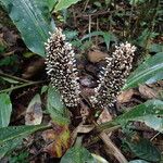 Palisota mannii Flower