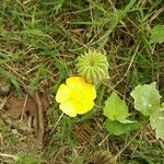 Abutilon indicum Fruchs