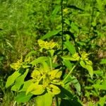 Euphorbia flavicomaFlower