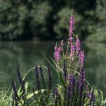 Lythrum salicariaFlower