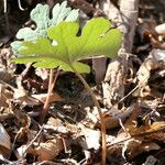 Sanguinaria canadensis Листок