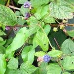 Rubus caesius Fruto