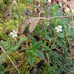 Teesdalia nudicaulis Fiore