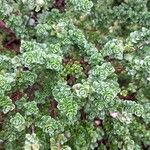 Prostanthera cuneata Yaprak
