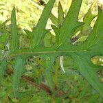 Cirsium muticum Leaf