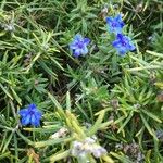 Lithodora rosmarinifolia Flower