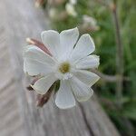 Silene latifoliaFlor