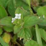 Spermacoce latifolia 花