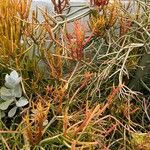 Euphorbia aphylla Corteza