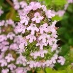 Thymus longicaulis 花