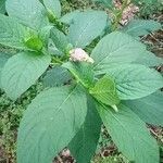 Phytolacca esculenta Hábito