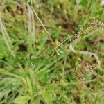 Galium parisiense Liść