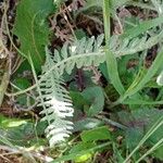 Achillea filipendulina Blad