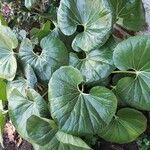 Asarum caudatum Yaprak