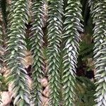 Araucaria laubenfelsii Φύλλο