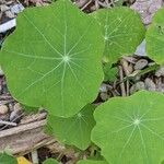 Tropaeolum majusLeaf