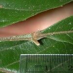 Cupania rufescens Bark