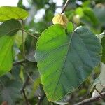Alchornea cordifolia Leaf