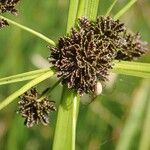 Cyperus difformis Fruto