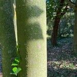 Brachychiton discolor Bark