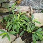 Hedychium thyrsiforme Habitus