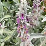 Stachys byzantinaফুল