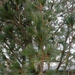 Pinus peuce Листок