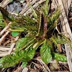 Armoracia rusticana Leaf