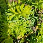 Sedum mexicanum Blad