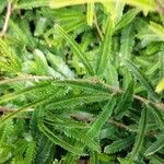 Calliandra selloi Blatt