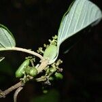 Malanea hypoleuca Fruit