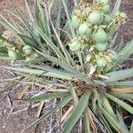 Yucca baccata Hoja