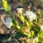 Stevia entreriensis