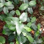 Trachelospermum asiaticum Leaf