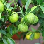 Citrus hystrix पत्ता