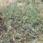 Indigofera schimperi 葉