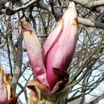 Magnolia × soulangeanaBlodyn