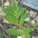 Euphorbia nutans Flor