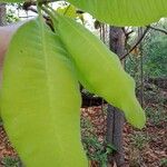 Gluta usitata Leaf