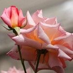 Rosa spp. Квітка