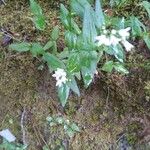 Houstonia purpurea 花