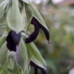 Salvia discolor Fleur