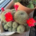 Rebutia spp. Folha