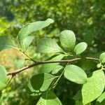 Lindera benzoin Bark