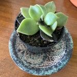 Echeveria agavoides Feuille