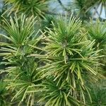 Sciadopitys verticillata Likasa