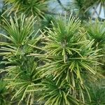 Sciadopitys verticillata Folha