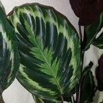 Calathea roseopicta Hoja