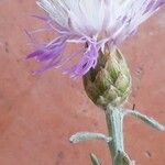 Centaurea aplolepa Flor