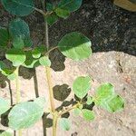 Trianthema portulacastrum Leaf